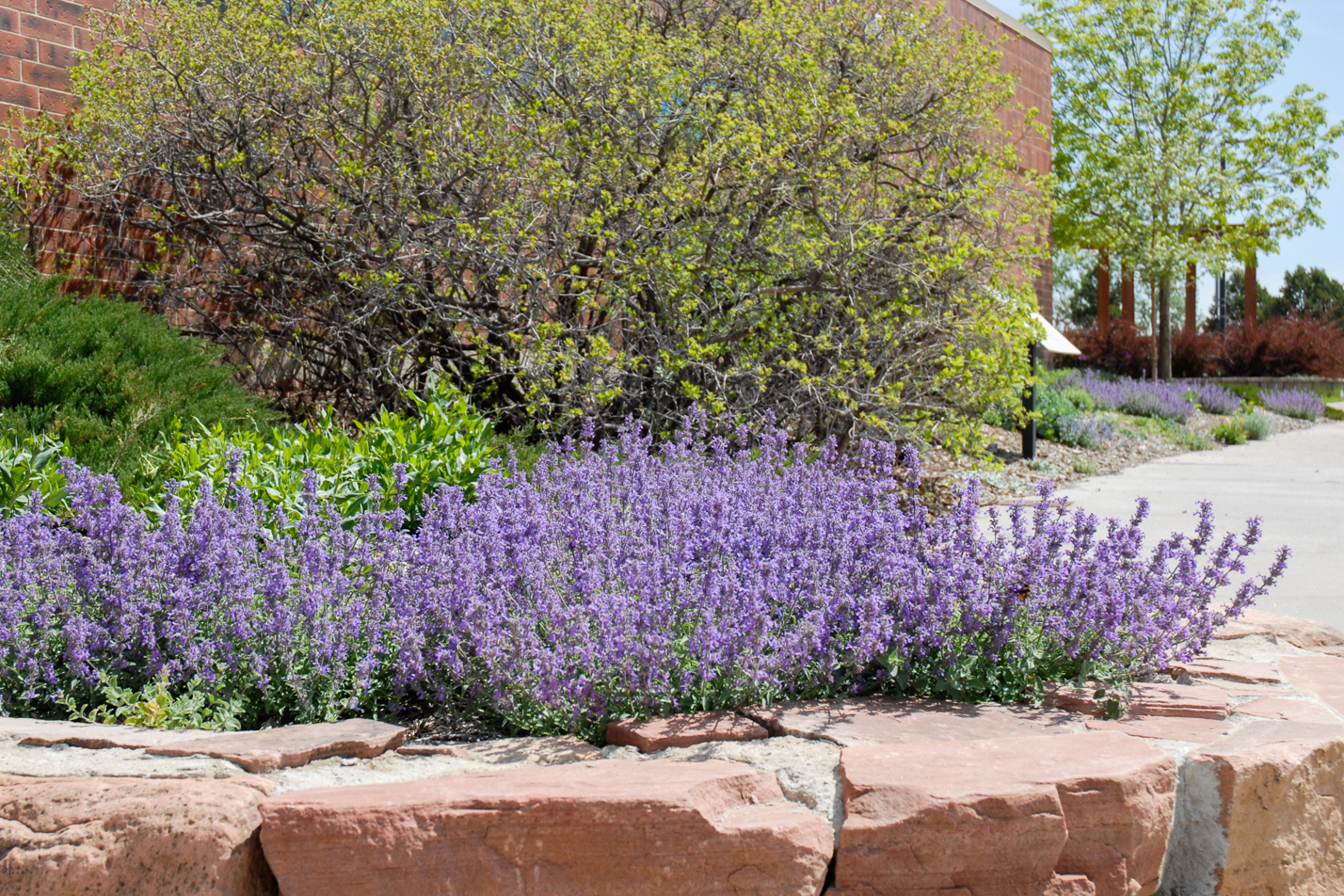 Little Trudy Catmint